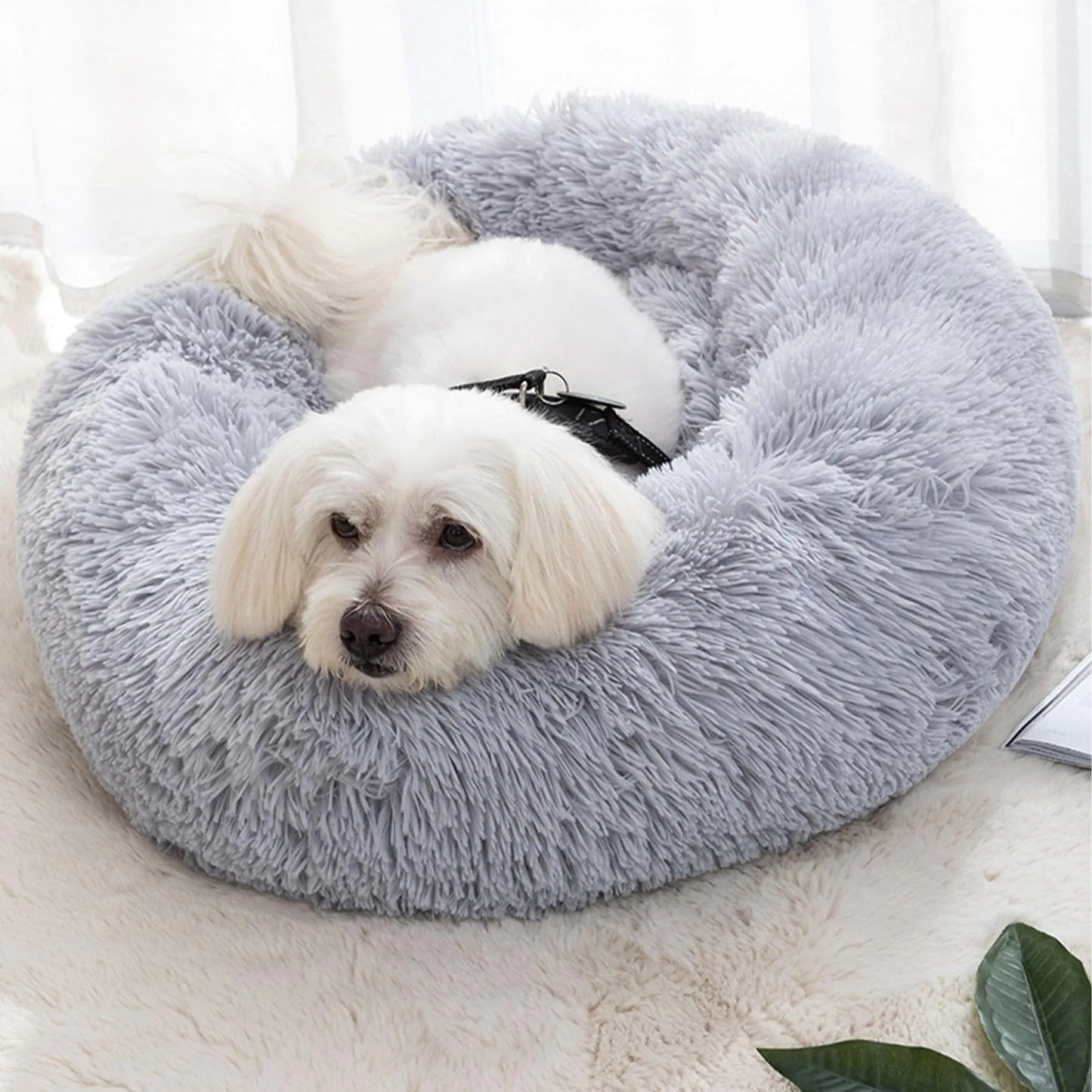White dog lying on a fluffy gray pet bed in a bright room.