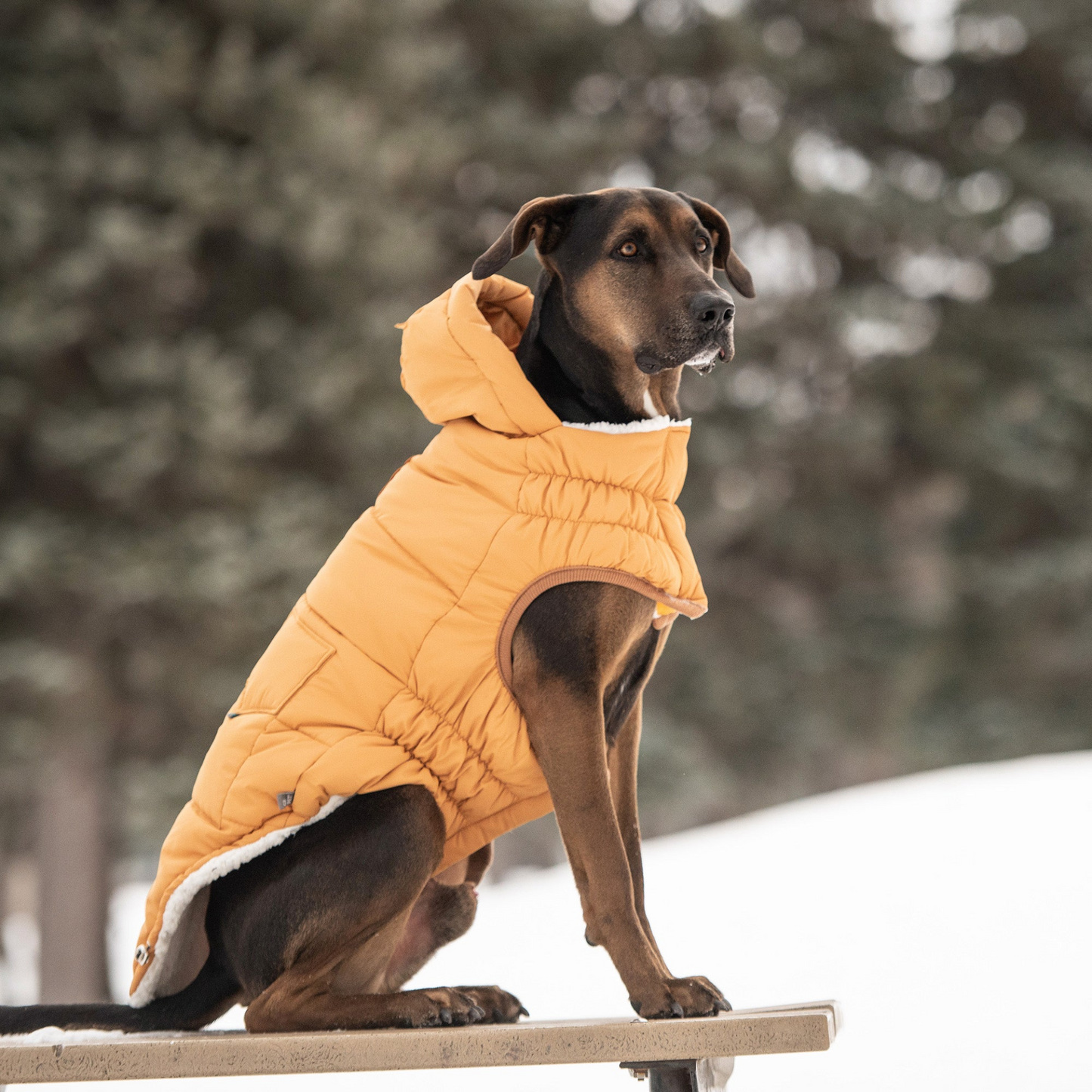 GlowGear™ Jacket – Shine bright, stay warm