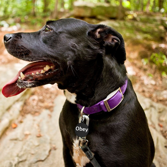 "Obey" - Round Pet Tag / Collar