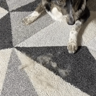 Magic Fur Remover Mitt